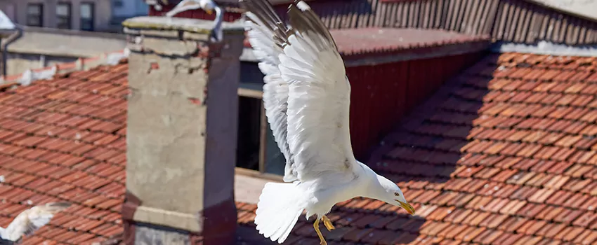 Residential Chimney Animal Removal Solution in Fallbrook, CA